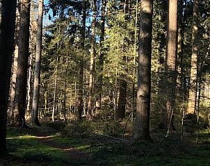Bosrijke omgeving rond Vakantiehuis in Veenhuizen, ontdek natuur in Noord Drenthe, Drenthe.