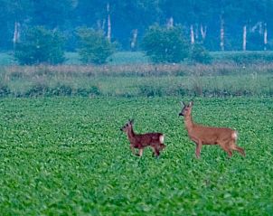 Wilde herten in de omgeving van Vakantiehuisje in Veenhuizen, Drenthe, in een groene weide.
