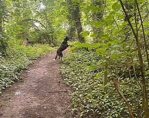 Bosrijke wandelpaden nabij Vakantiehuis in Veenhuizen, Noord Drenthe, ideaal voor natuurwandelingen.