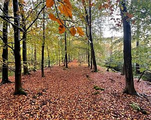 Herfstlandschap rondom Vakantiehuis in Veenhuizen, Noord Drenthe, met kleurrijke bladeren.