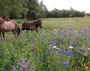 Weide met paarden bij Huisje in Zuidlaarderveen, vakantiehuis in Noord Drenthe omgeven door natuur.