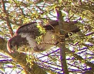 Herten in de buurt van Huisje in Zuidlaarderveen, vakantiehuis in Noord Drenthe omgeven door wildlife.