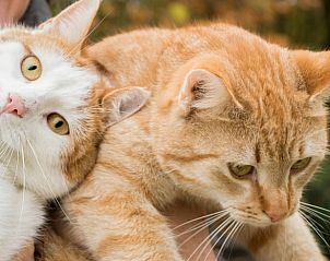 Verblijf 184401 - Vakantiewoning Noord Drenthe - Vakantiehuis in Drouwen