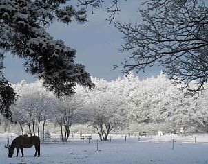 Ontspannen in hangmat bij DG357 vakantiehuis in Meppen, Drenthe met uitzicht op tuin.