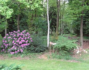 Bloeiende tuin en bosrijke omgeving bij Vakantiehuis in Meppen, een serene plek in Zuidoost Drenthe.