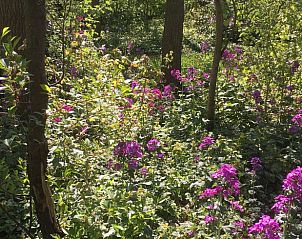 Bospad in de omgeving van Vakantiehuis in Dalen, Zuidoost Drenthe, perfect voor natuurwandelingen.