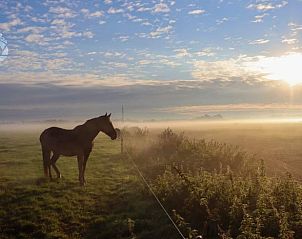Bloemenpracht in de tuin van Vakantiehuis in Dalen, Zuidoost Drenthe, voor kleurrijke ontspanning.