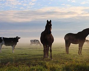 Paarden en koeien in ochtendmist nabij Vakantiehuis in Dalen, Zuidoost Drenthe, voor een rustiek uitzicht.