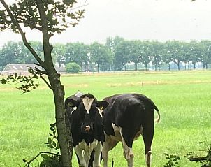 Groep koeien bij het hek van Huisje in Dalen, vakantiehuis in Zuidoost Drenthe.