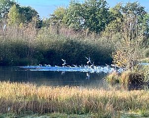 Vogels boven het water nabij Huisje in Gees, vakantieverblijf in Zuidoost Drenthe, in een serene omgeving.