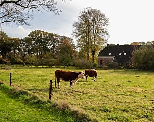 Prachtig landschap bij Huisje in Valthe, vakantieaccommodatie in Drenthe met grazende koeien en groene velden.