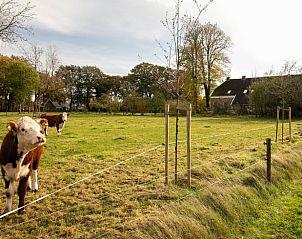 Landelijke omgeving bij Huisje in Valthe, vakantieaccommodatie in Zuidoost Drenthe met grazende koeien.