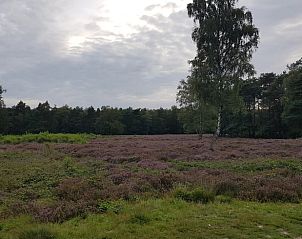 Rustige heidevelden in de omgeving van Huisje in Valthe, vakantiehuis in Drenthe voor natuurliefhebbers.