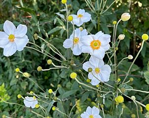 Wilde bloemen in de omgeving van Vakantiehuisje in Valthe, Drenthe met natuurlijke schoonheid.