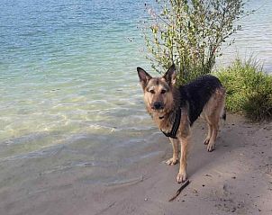 Hond bij het water dichtbij vakantiehuis DG659 in Schoonoord, Drenthe, genietend van de natuur.
