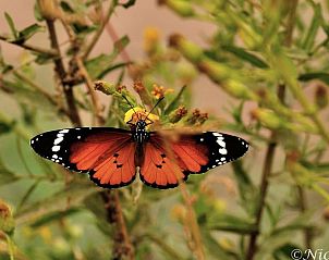 Vlinder in de tuin van Vakantiehuis in Schoonoord, Zuidoost Drenthe, omgeven door bloemen.