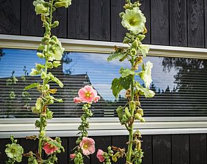 Bloeiende bloemen voor het raam van Vakantiehuisje in Erm, Zuidoost Drenthe.