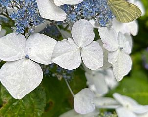 Bloeiende hortensia in tuin Vakantiehuis in Geesbrug, Drenthe.