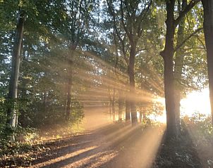Zonlicht door de bomen in de omgeving van Huisje in Geesbrug, vakantiewoning in Drenthe.