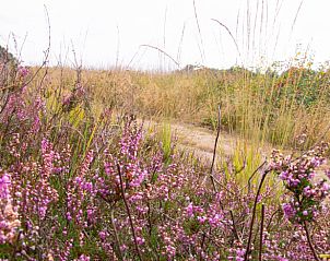 Bloeiende heidevelden rondom Vakantiehuisje in Coevorden, ontdek de natuur in Drenthe.