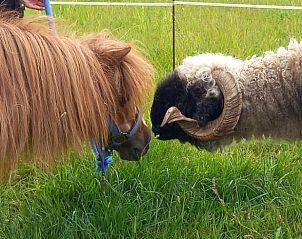 Schattige dieren nabij Huisje in Coevorden, gezinsvriendelijke vakantiewoning in Zuidoost Drenthe, Drenthe.