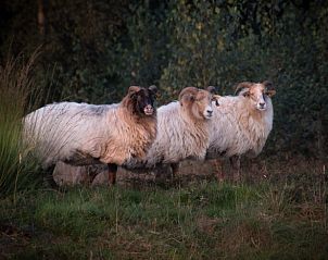 Schapen in de omgeving van Huisje in Coevorden, rustieke vakantiewoning in Zuidoost Drenthe, Drenthe.