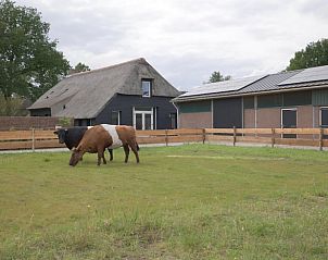 Uitzicht op de omgeving van Huisje in Benneveld, Zuidoost Drenthe, met grazende koeien en landelijke charme.
