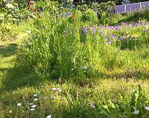 Groene weide bij Huisje in Benneveld, vakantiehuis in Drenthe met natuurlijke schoonheid.