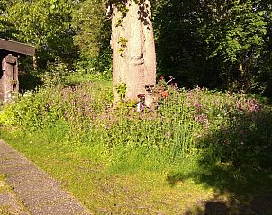 Zonnige tuin bij Huisje in Benneveld, vakantiehuis in Drenthe met bloemenpracht.