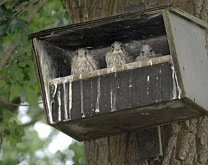 Vogelhuisje in de omgeving van Vakantiehuis in Nieuw-Schoonebeek, Drenthe.