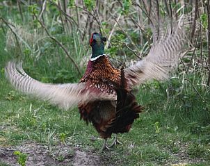 Fazant in de omgeving van Vakantiehuis in Nieuw-Schoonebeek, Zuidoost Drenthe.
