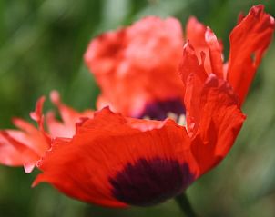 Klaprozen in bloei bij Vakantiehuis in Nieuw-Schoonebeek, Drenthe.