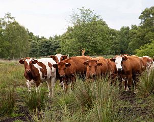 Unterkunft 193002 - Ferienhaus Zuidoost Drenthe - DG2049
