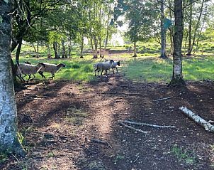 Schapen in de natuur rond Vakantiehuisje in Erica, Drenthe, ideaal voor natuurliefhebbers.