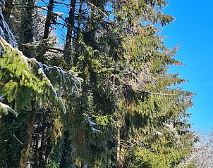 Besneeuwde bomen in de omgeving van Vakantiehuis in Erica, Drenthe, voor een prachtig winterlandschap.