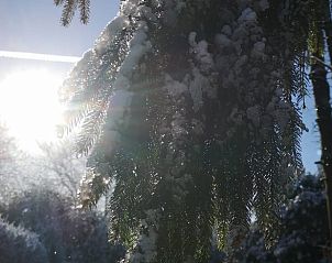 Sneeuw op takken in de omgeving van Vakantiehuis in Erica, Zuidoost Drenthe, voor een magische winterervaring.