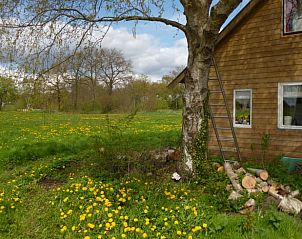 Lentebloemen rondom vakantiehuisje in Nieuw-Dordrecht, landelijke sfeer in Zuidoost Drenthe, Drenthe.