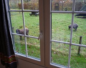 Uitzicht op tuin met schapen vanuit Vakantiehuisje in Tweede Exlormond, Zuidoost Drenthe, Drenthe.
