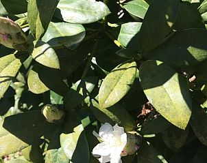Prachtige bloemen in de tuin van Vakantiehuis in Odoornerveen, Zuidoost Drenthe, een oase van rust.