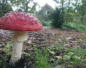 Verblijf 193810 - Vakantiewoning Zuidoost Drenthe - Vakantiehuisje in Odoornerveen