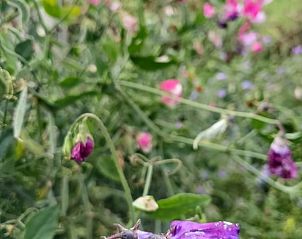 Bloeiende bloemen bij Huisje in Emmer-Compascuum, vakantiehuis in Zuidoost Drenthe, Drenthe.