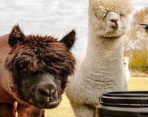 Alpaca's in de omgeving van Huisje in Fluitenberg, vakantiehuis in Zuidwest Drenthe, perfecte plek voor dierenliefhebbers.