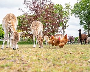 Dieren in de tuin van Huisje in Fluitenberg, vakantiehuis in Zuidwest Drenthe, een paradijs voor natuurliefhebbers.