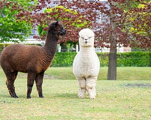 Guest house 200107 - Holiday property Zuidwest Drenthe - Vakantiehuisje in Fluitenberg