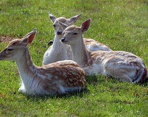 Guest house 200107 - Holiday property Zuidwest Drenthe - Vakantiehuisje in Fluitenberg