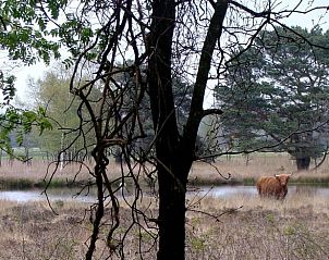 Unterkunft 200333 - Ferienhaus Zuidwest Drenthe - Huisje in Havelte