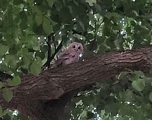 Gemtliches Wohnzimmer des Ferienhauses DG2052 in Diever, Sdwest-Drenthe, mit bequemer Sitzecke und gemtlichem Holzofen.