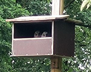 Unterkunft 200427 - Ferienhaus Zuidwest Drenthe - DG2052