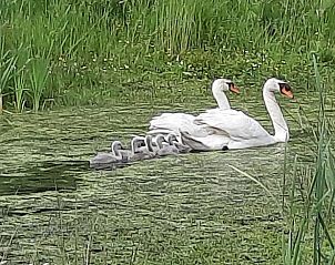 Unterkunft 200603 - Ferienhaus Zuidwest Drenthe - Huisje in Nieuweroord