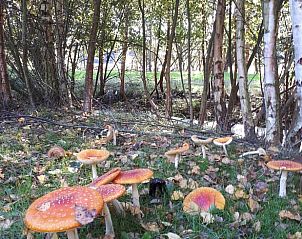 Unterkunft 200603 - Ferienhaus Zuidwest Drenthe - Huisje in Nieuweroord